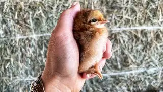 The ULTIMATE Guide to Raising Chicks 🐥