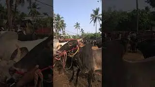 🐂The bull that came for sale in the market Chattipparamba Chanda | Kaala chantha malappuram | Hal...