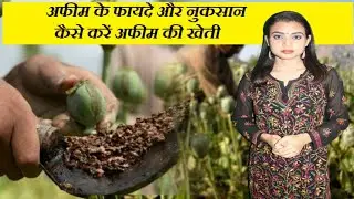 अफीम के बारे में 3 बातें जो आपको नहीं पता होंगी | Fasal Kranti