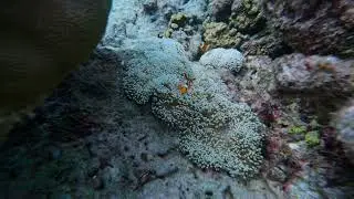🌊 Scuba Diving in Thailand 🇹🇭 | A World Beneath the Waves 🤿