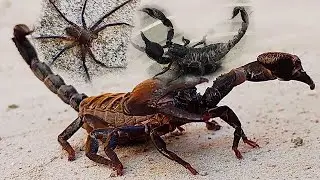 Looks very beautiful, different from other animals  Scorpion