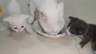 3 Weeks Old Kittens Following The Cat Food Smell They Want To Eat With Mother Cat 