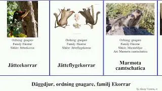 D&auml;ggdjur, ordning gnagare, familj Ekorrar sciurus spermophilus marmota urocitellus sundasciurus