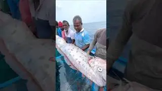 Doomsday Fish Spotted in India? Is This a Real Earthquake Warning?