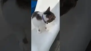 Cat onboard by the boat #cat
