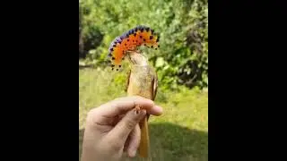 Meet the ROYAL FLYCATCHER! 🐦oyal Flycatcher