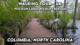 🦆 Exploring Pocosin Lakes National Wildlife Refuge: Columbia, North Carolina 🌿 4K Walking Tour
