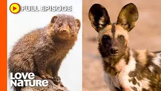 Are Painted Wolves Just Giant Mongooses? | Wildlife Icons Ep204