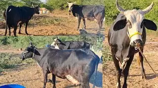 आज #हमारे farm पर आई 2 New गाय sandar breed ki 💯💯💯💯