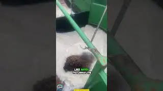 &iquest;Por qu&eacute; este granjero sumerge sus ovejas bajo el agua?