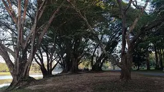 Daily Quiet &middot; Quiet Walk &middot; learning to slow, 6:15 AM