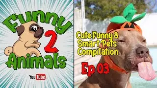 Cute Funny and Smart Pets Compilation Ep 03 -  Funny Animlas2 Video 2020 HD