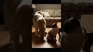 Dog and cat play #animals #dog #cat