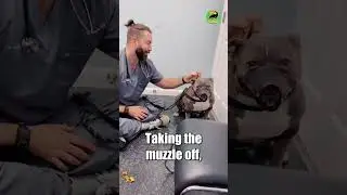 Brave vet takes muzzle off aggressive patient! #dogs #animals