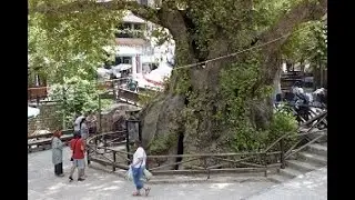 Samandağ Musa Ağacı