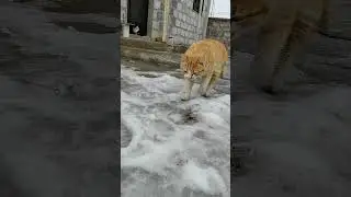 boss cat Kyajoi #cat , #catlove #кот #веселыекоты #aimusic