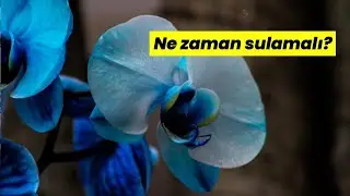 Orkide Sulama: Ne Zaman ve Nasıl Sulanır?