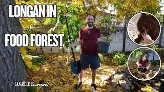 Starting a Longan Tree in My Food Forest (Will It Survive?)