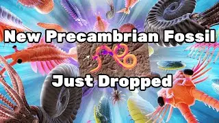 New Fossil Debunks Cambrian Explosion Creationist Arguments