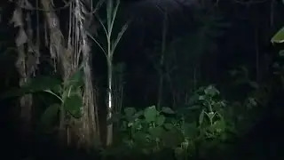 Datangi Pohon Togel