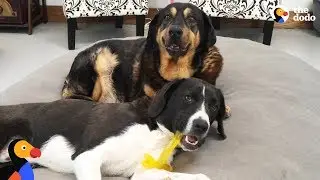 Puppy Brings Chaos to Senior Dog Retirement Home | The Dodo