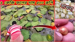 এই ভাবেই করা হয় এই দামি ফল মাখনার চাষ / Makhna making process / June 18, 2023 #makhnafol