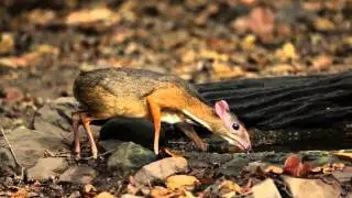 Lesser Mouse-Deer drinking