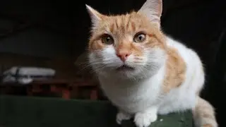 Day in the life of a Rural Cat (Jasper)