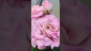 ЮВ- Звезда Водолея🌺 цветение сортовой пеларгонии #цветы #garden #flowers