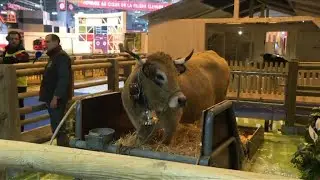 Camera scrum greets 'star cow' of Paris agricultural fair