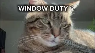 Cozy Window Time (Part 2) ☀️ Window Duty… With Interruptions