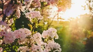 Daylight Savings Time Begins / Beautiful Instrumental Piano Music / Relaxing Music