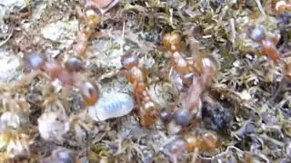 Red Ants - Myrmica rubra - Rau&eth;maurar - Gar&eth;maurar - Skord&yacute;r