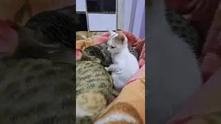 #animal #animals #nature #pet #wildlife #cute #love #pets #dog #photography #animallovers #cat