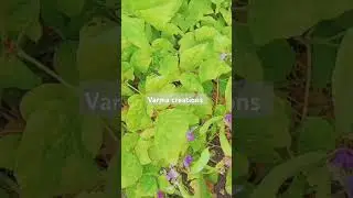 Natural chekkudu kaya#####at home town###minivlog ####village life###agriculturalsystem