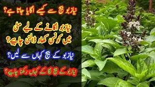 How to grow basil plant from seeds | Niazbo plant seedling | Rehan plant