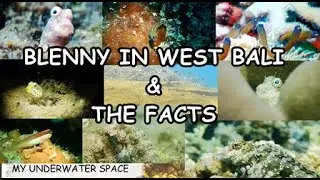 #balidiving  - Benny in West Bali & some The Facts