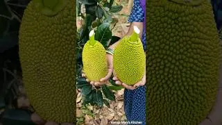 Harvesting Small Raw Jackfruits  From Our Garden | #shorts #garden #harvest #rawjackfruit