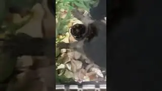 Pet Common Snapping Turtle likes to get attention snap at owner