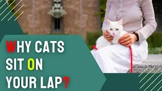 Why Cats Sit on Your Lap? The Secret Bond Between You and Your Cat ❤️
