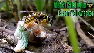 Eastern Yellowjacket - Lunchtime - Part 1 (Vespula maculifrons)