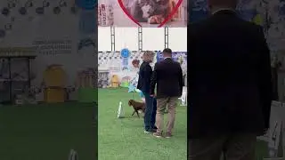 International Dogs Show &laquo;Семиречье 2024&raquo;. День Первый. Kazakstan. Almaty #dogshow #dogshorts