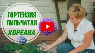 Гортензия пильчатая кореана ➡ Цветение 🌺 Видеообзор эксперта Хит Сад.