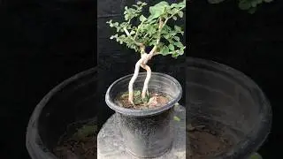 Premna microphilia