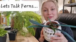 Давайте поговорим о папоротниках 🌿