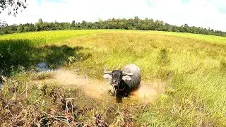 Driving In Countryside, Beautiful Nature, Village Lifestyle, Cambodia | Sumsooth