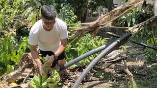 Harvest tayo ng saba guys!(Lolo Sito's Farm Pangasinan)