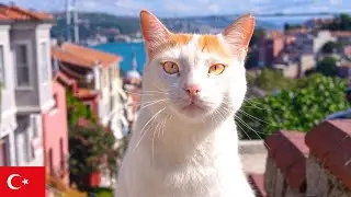 Золотые глаза над Босфором: уличная кошка Стамбула [4K]