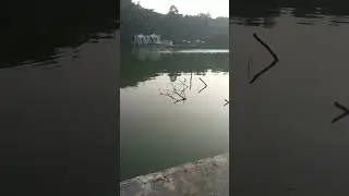 mancing di setu gede bogor #mancingbogor #mancingikan #mancinggacor #fhising
