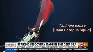 Dana squid caught on camera by researchers exploring the nova canton trough